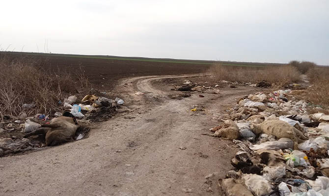Illegális dögtemetőt és szeméttelepet számoltak fel